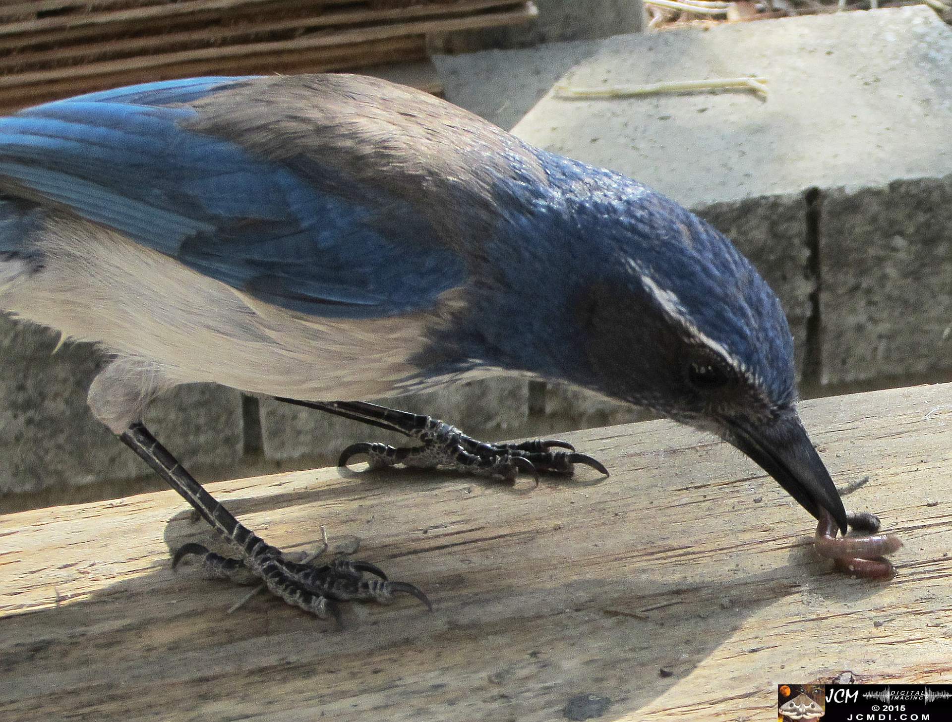Scrub Jay Documentary documentary worm bait